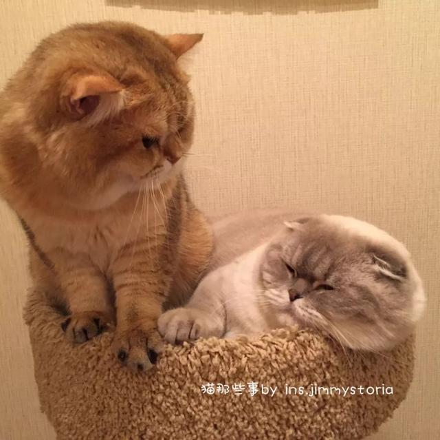 一只猫咪是如何成功上位的？