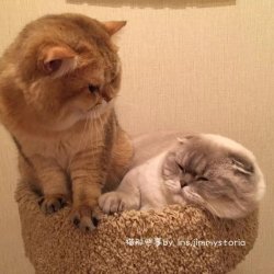 一只猫咪是如何成功睡上位的？