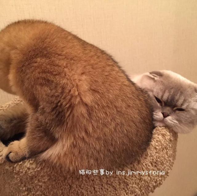 一只猫咪是如何成功上位的？