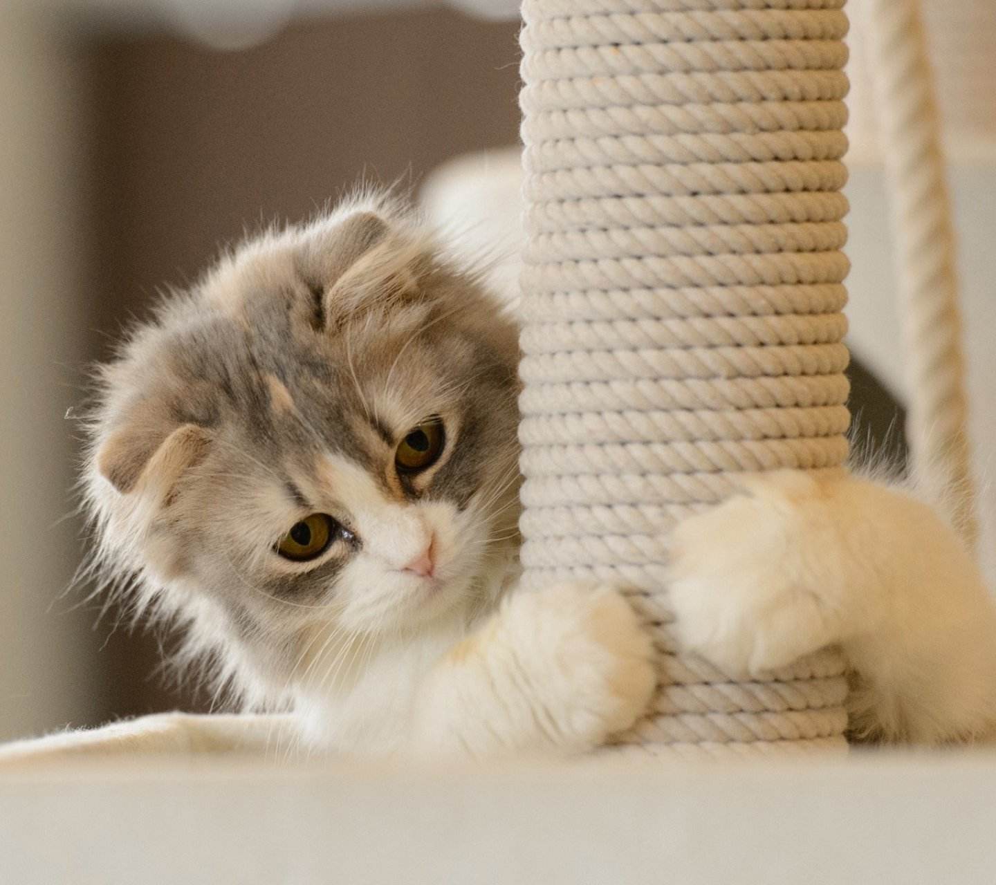 2020年宠物猫的价格介绍