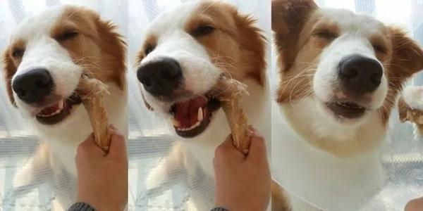 狗吃骨头卡喉咙怎么办(狗喉咙卡骨头的小妙招)