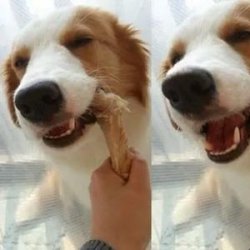 狗吃骨头卡喉咙怎么办(狗喉咙卡骨头的小妙招