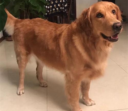  金毛犬夏季掉毛严重怎么办