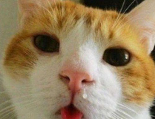 猫咪感冒打喷嚏怎么办(小猫感冒症状能自愈吗)