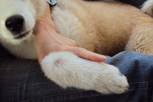  狗狗皮肤螨虫怎么治疗(狗狗螨虫性皮肤病怎么治)