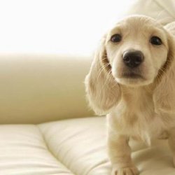 为什么狗会得脑炎(狗得脑炎的症状怎么治)