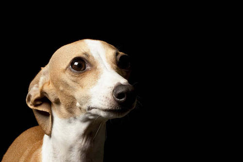 世界上跑的最快的狗狗(意大利灵缇犬)