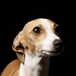 <b>世界上跑的最快的狗狗(意大利灵缇犬)</b>