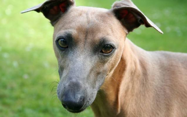 世界上跑的最快的狗狗(意大利灵缇犬)