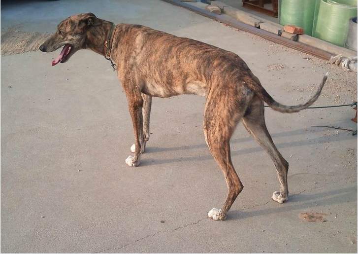 世界上跑的最快的狗狗(意大利灵缇犬)