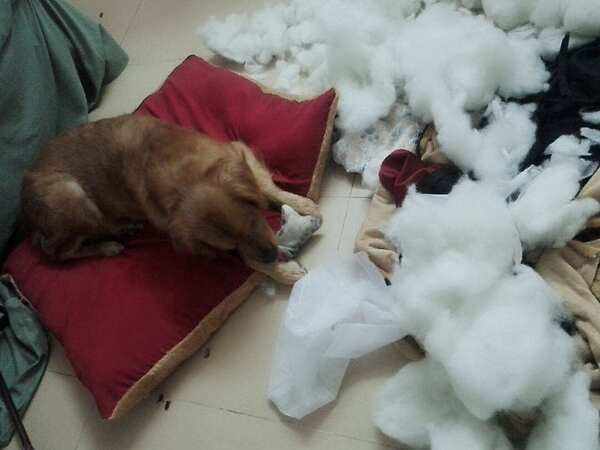 狗狗拆家的原因(拆家的狗有哪些特点)