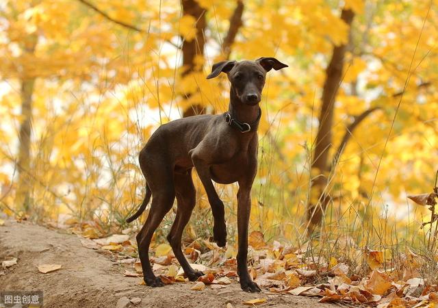 二郎神的哮天犬之灵缇，你了解多少？