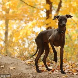 二郎神的哮天犬之灵缇，你了解多少