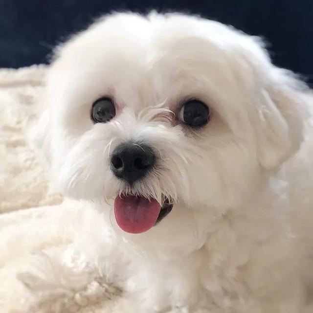 一个月的狗狗养的禁忌(幼犬喂养四大禁忌)