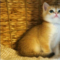 2至6月幼猫喂养方法(幼猫喂养指南)