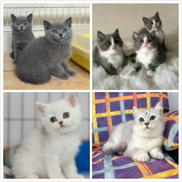 2至6月幼猫喂养方法(幼猫喂养指南)