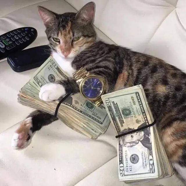 520，作为一只单身喵，有它真香！