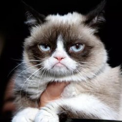 全球最愤怒的猫咪(图集欣赏)