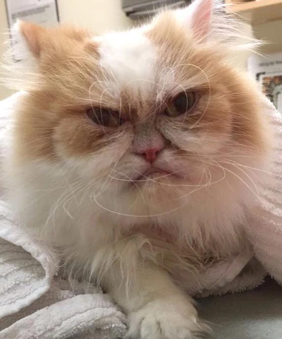 看看最新网红愤怒猫