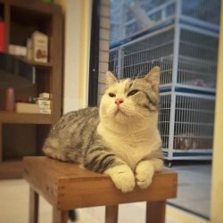 曼基康短腿猫是什么品种(短腿猫图集)