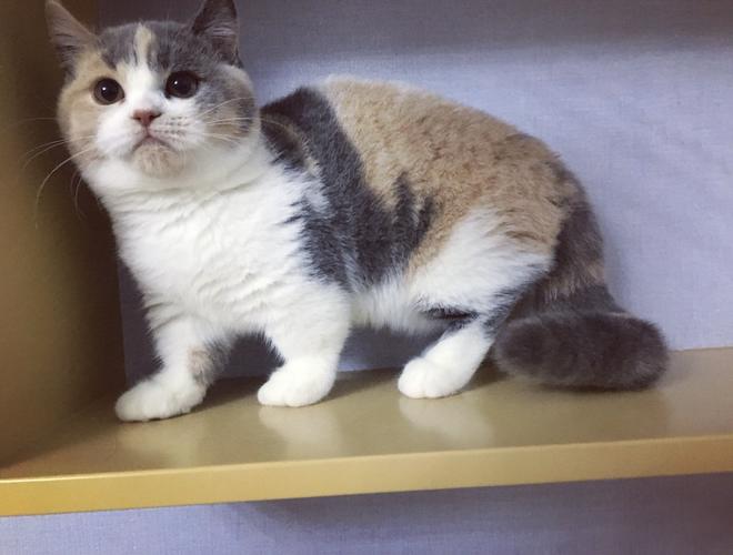 曼基康短腿猫是什么品种(短腿猫图集)