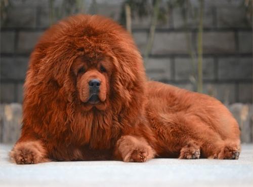 家养藏獒好不好