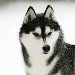 哈士奇有哪些特点？哈士奇特点挖掘