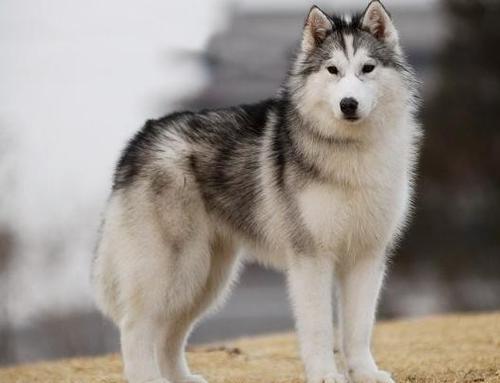 2020年哈士奇多少钱