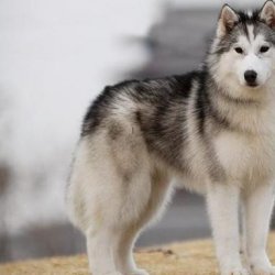 哈士奇多少钱？影响它价格的因素