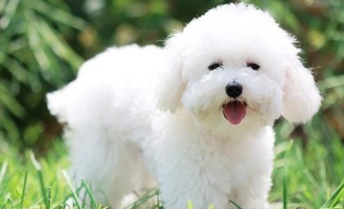 宠物寄养一般多少钱