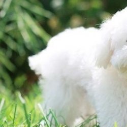 宠物寄养一般多少钱？看看价格差距