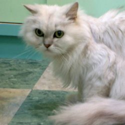 怎么教猫咪不要随地大小便？