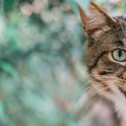 怎样训练猫跳环？