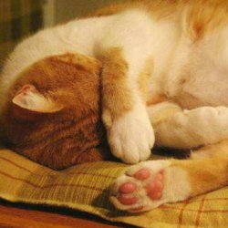 如何训练猫咪听话？