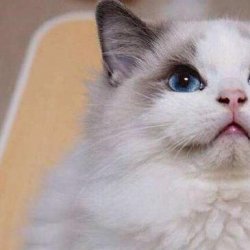 怎样训练缅甸猫？需要注意什么？