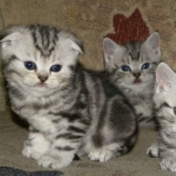 怎样训练猫到指定地方大小便？