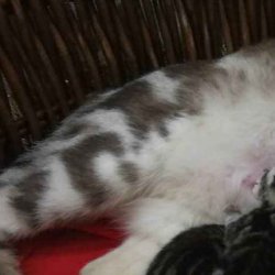 如何训练小猫用猫砂？有什么技巧？