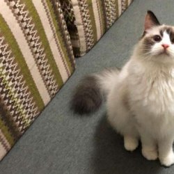 东方短毛猫怎么训练？要注意什么？