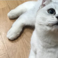 你真的了解暹罗猫吗？