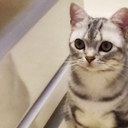 <b>猫咪犯错怎么办？要怎么训练猫咪？</b>