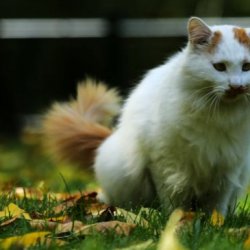 怎么训练可以让猫咪听话？