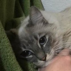 怎么训练小猫咪使用猫砂？