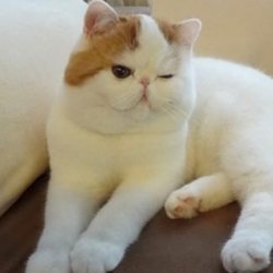 怎样在日常中训练猫咪不要咬人？