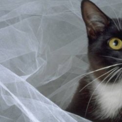 不同的猫咪，训练方法不同