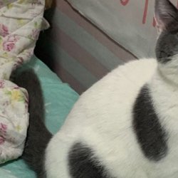 宠物猫之波米拉猫品种介绍