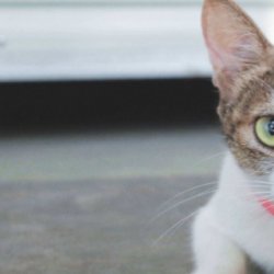 <b>宠物猫之美国刚毛猫品种介绍</b>