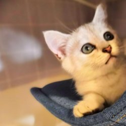 宠物猫之呵叻猫品种介绍