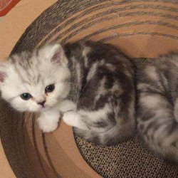 宠物猫之埃及猫品种介绍