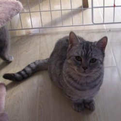 <b>宠物猫之德文卷毛猫品种介绍</b>