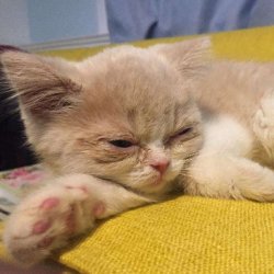 宠物猫之褴褛猫品种介绍